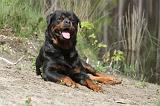 ROTTWEILER 228